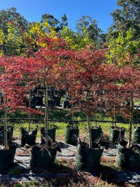 Acer Palmatum Dissectum 'Inaba Shidare' (weeping)