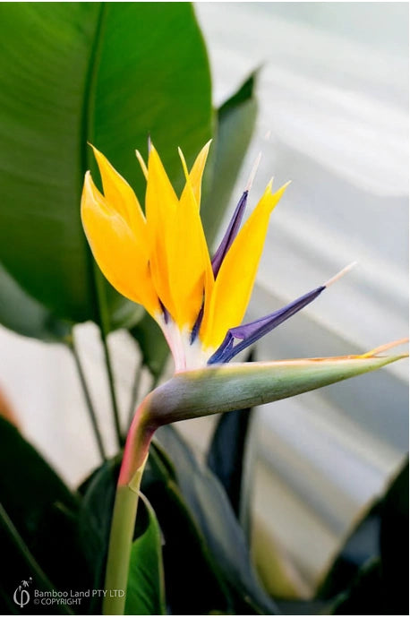Strelitzia reginae ‘Mandela’s Gold’ – Golden Bird of Paradise