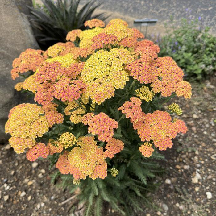 Achillea ‘Colourburst Salmon Yellow’ (Salmon Yellow Yarrow)