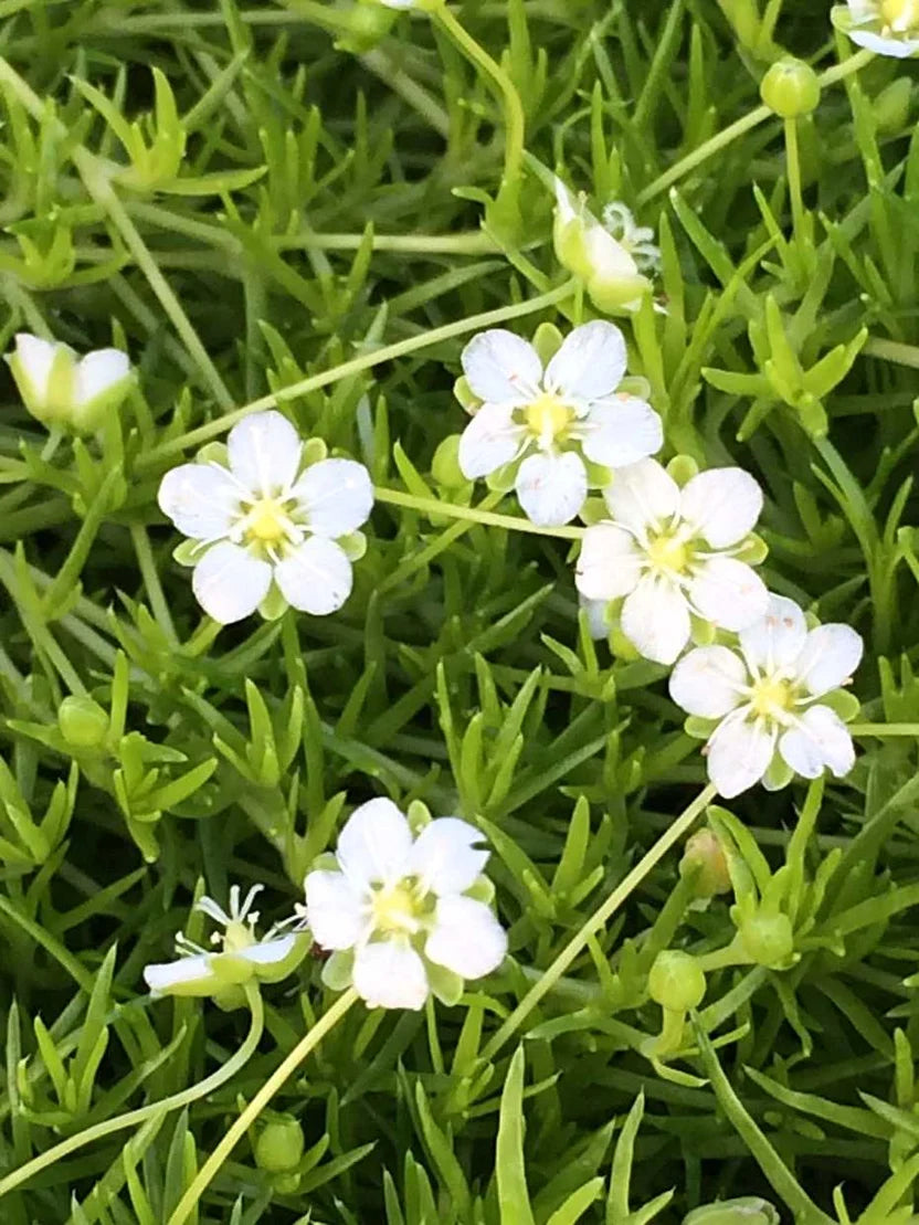 Sagina subulata ‘Aurea’ – Golden Irish Moss