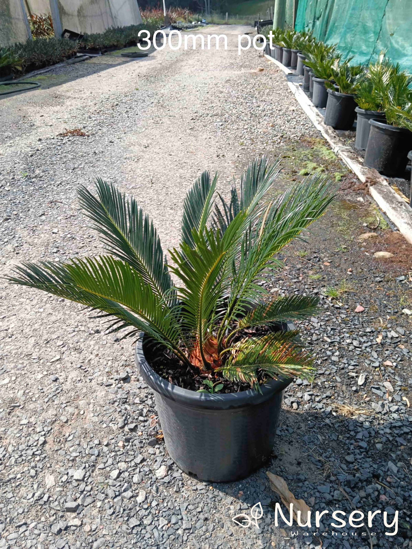 Cycas Revoluta (Sago Palm)
