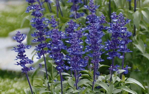 Salvia Farinacea 'Victoria Blue' (Victoria Blue Salvia)