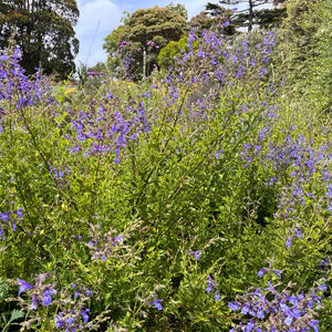 Salvia 'African Sky' (African Sky Sage)