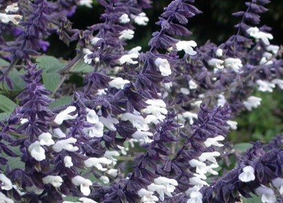 Salvia ‘Meigan’s Magic’ (Meigan’s Magic Sage)