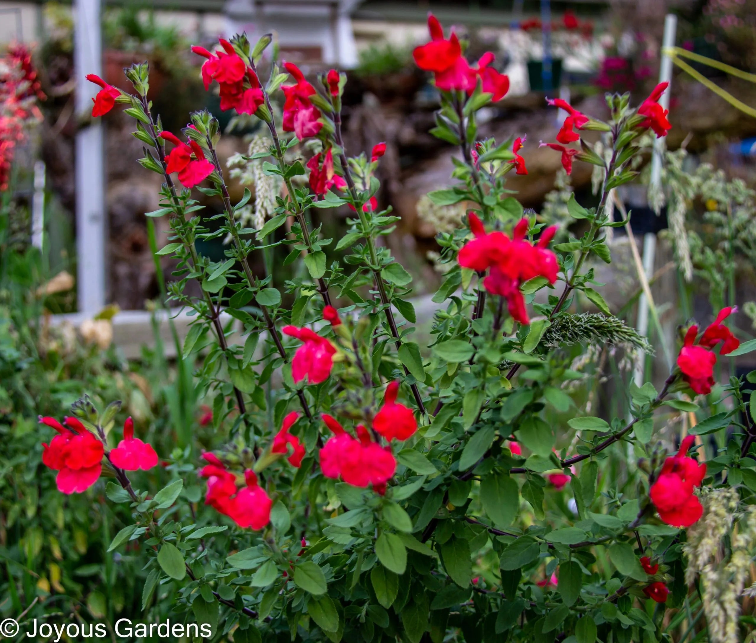 Salvia huntingtons red