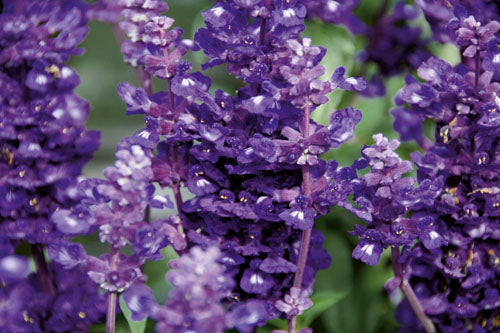 Salvia Farinacea 'Victoria Blue' (Victoria Blue Salvia)