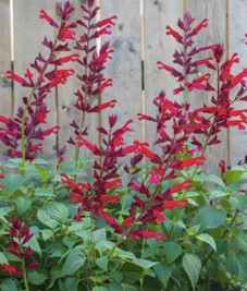 Salvia splendens x darcyi (Roman Red Salvia)