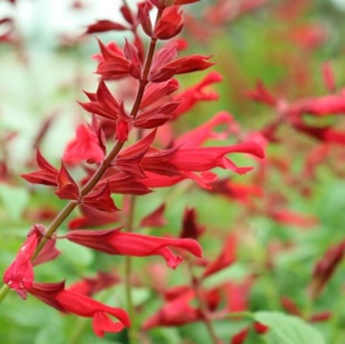 Salvia splendens x darcyi (Salvia ‘Roman Red’)