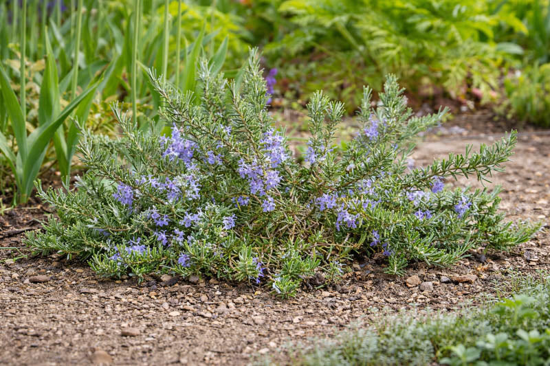 Rosmarinus officinalis ‘Semi Prostrate’ – Semi Prostrate Rosemary