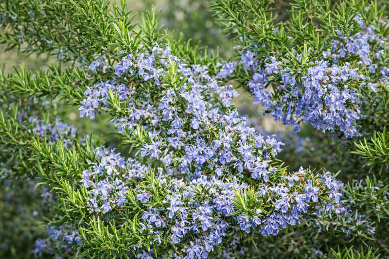 Rosmarinus officinalis ‘Semi Prostrate’ – Semi Prostrate Rosemary