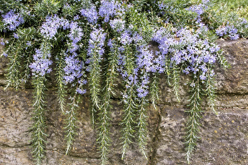 Rosmarinus officinalis ‘Semi Prostrate’ – Semi Prostrate Rosemary