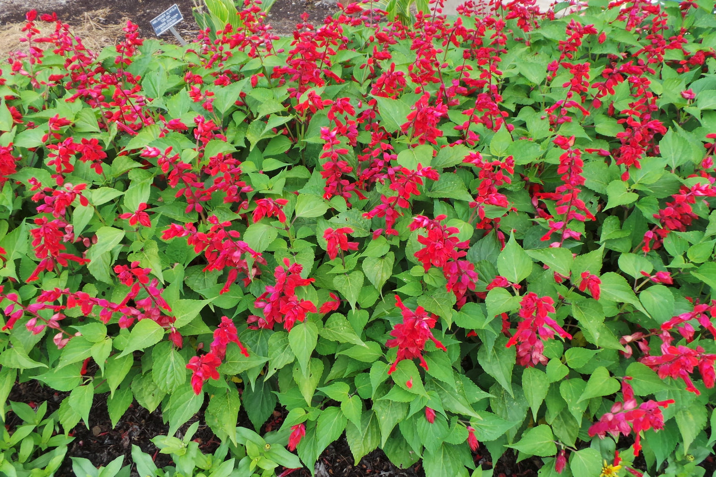 Salvia Elegans (Pineapple Sage)