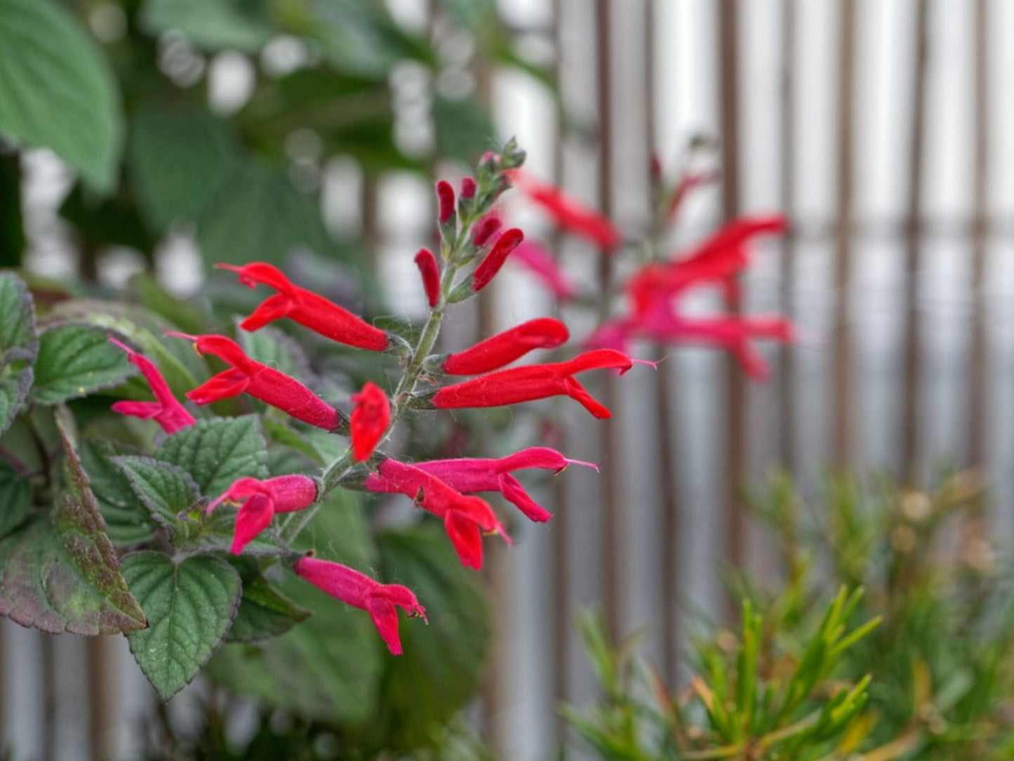 Salvia Elegans (Pineapple Sage)