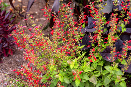 Salvia Elegans (Pineapple Sage)