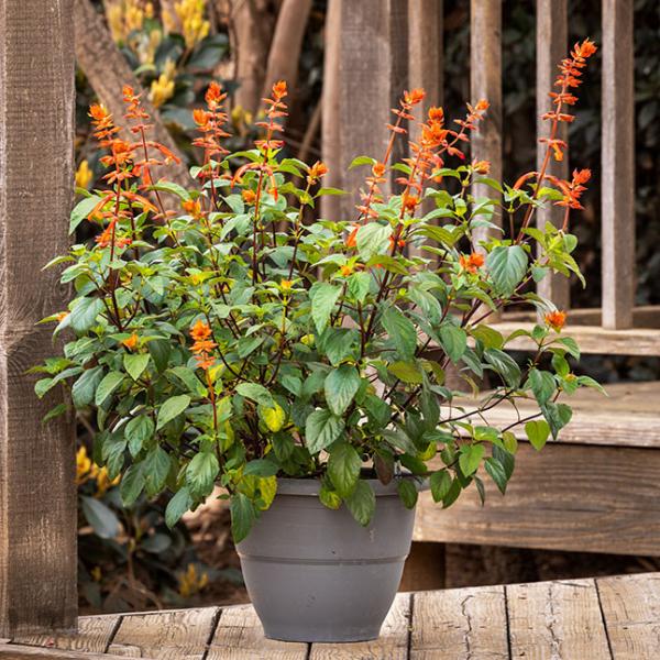 Salvia Fashion Orange