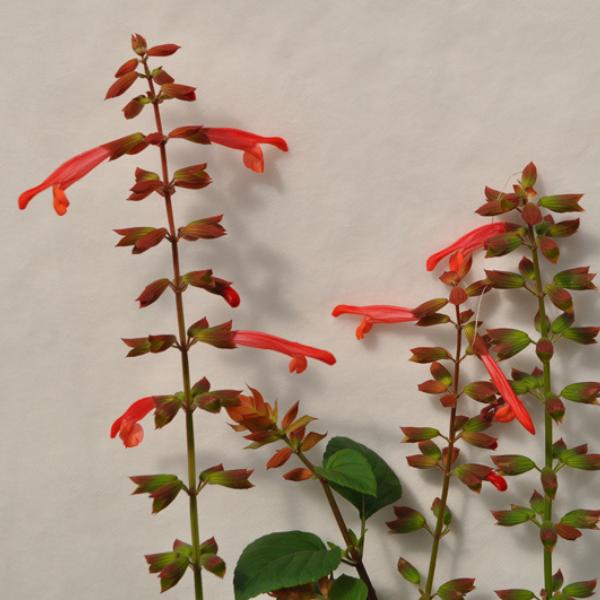 Salvia Fashion Orange