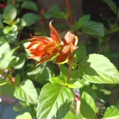 Salvia Fashion Orange