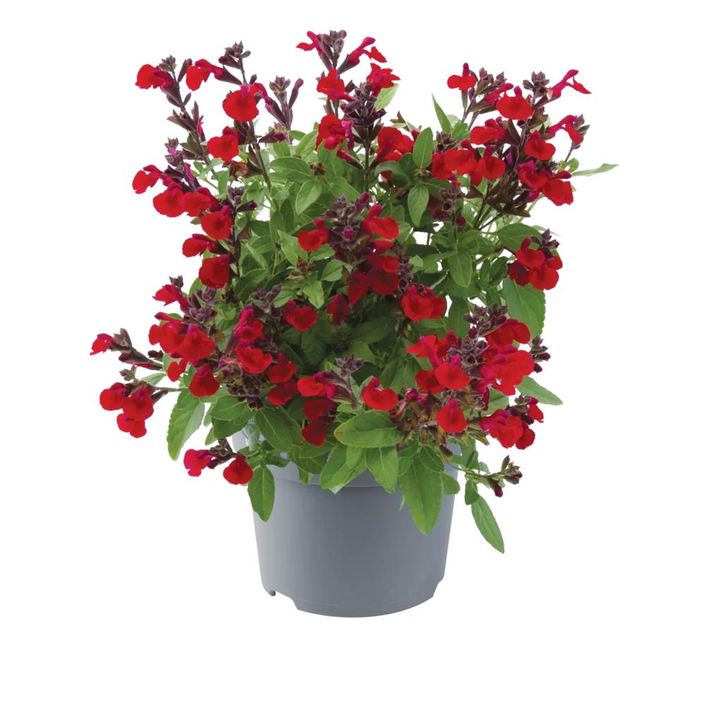 Salvia Greggii Mirage Cherry Red