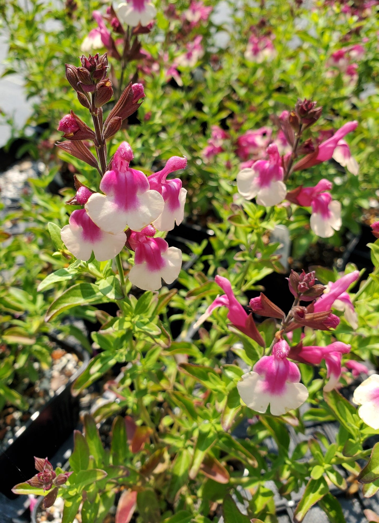 Salvia Greggii Mirage® ‘Rose Bicolour’ (Autumn Sage)