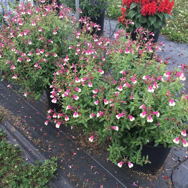 Salvia Greggii Mirage® ‘Rose Bicolour’ (Autumn Sage)