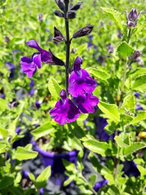 Salvia Greggii ‘Mesa Violet’ (Autumn Sage)