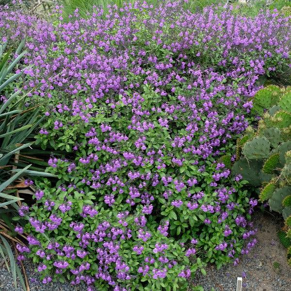 Salvia Greggii ‘Mesa Violet’ (Autumn Sage)