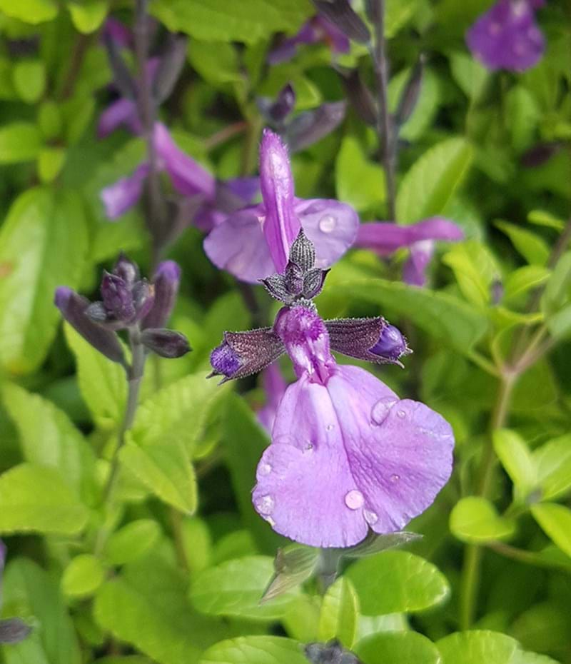 Salvia Greggii ‘Mesa Violet’ (Autumn Sage)