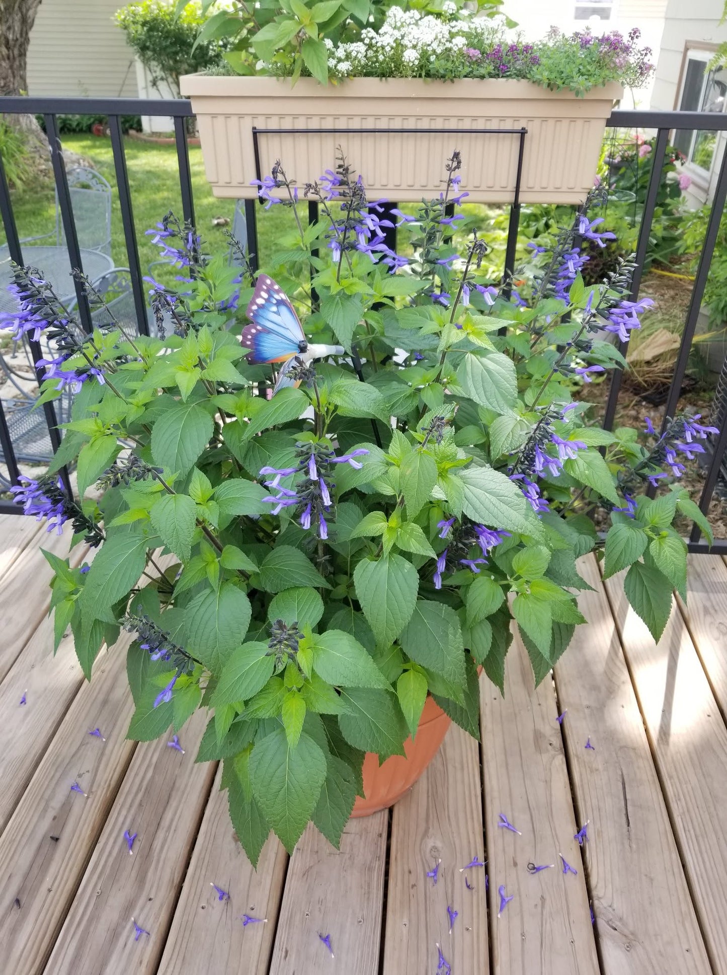 Salvia Hybrid 'Rockin'® Blue Suede Shoes' (Rockin' Blue Suede Shoes Sage)