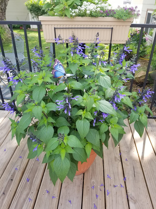 Salvia Hybrid 'Rockin'® Blue Suede Shoes' (Rockin' Blue Suede Shoes Sage)