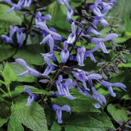 Salvia Hybrid 'Rockin'® Blue Suede Shoes' (Rockin' Blue Suede Shoes Sage)