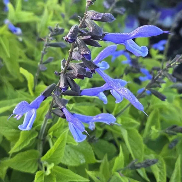 Salvia Hybrid 'Rockin'® Blue Suede Shoes' (Rockin' Blue Suede Shoes Sage)