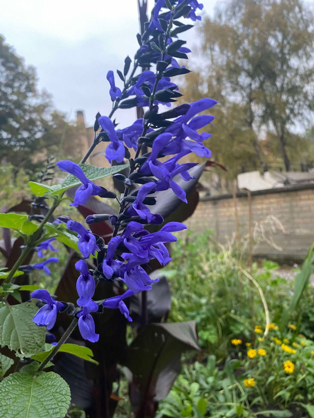 Salvia Guaranitica 'Indigo Blue' (Blue Anise Sage)