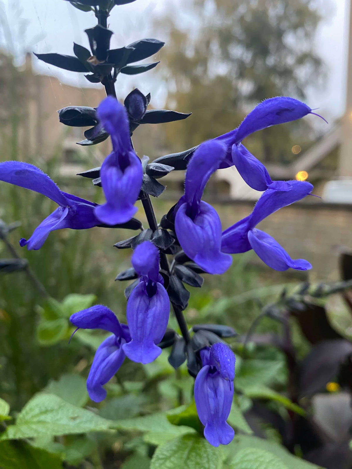 Salvia Guaranitica 'Indigo Blue' (Blue Anise Sage)