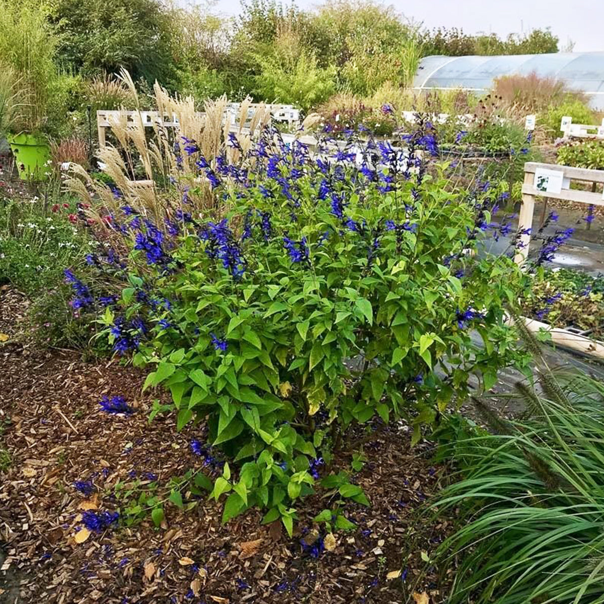 Salvia Guaranitica 'Indigo Blue' (Blue Anise Sage)