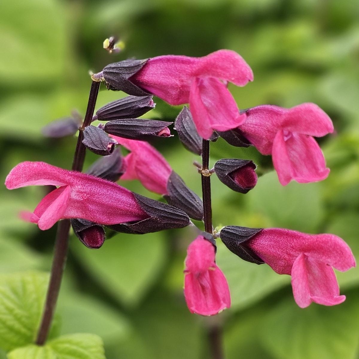 Salvia Jammin Jazz