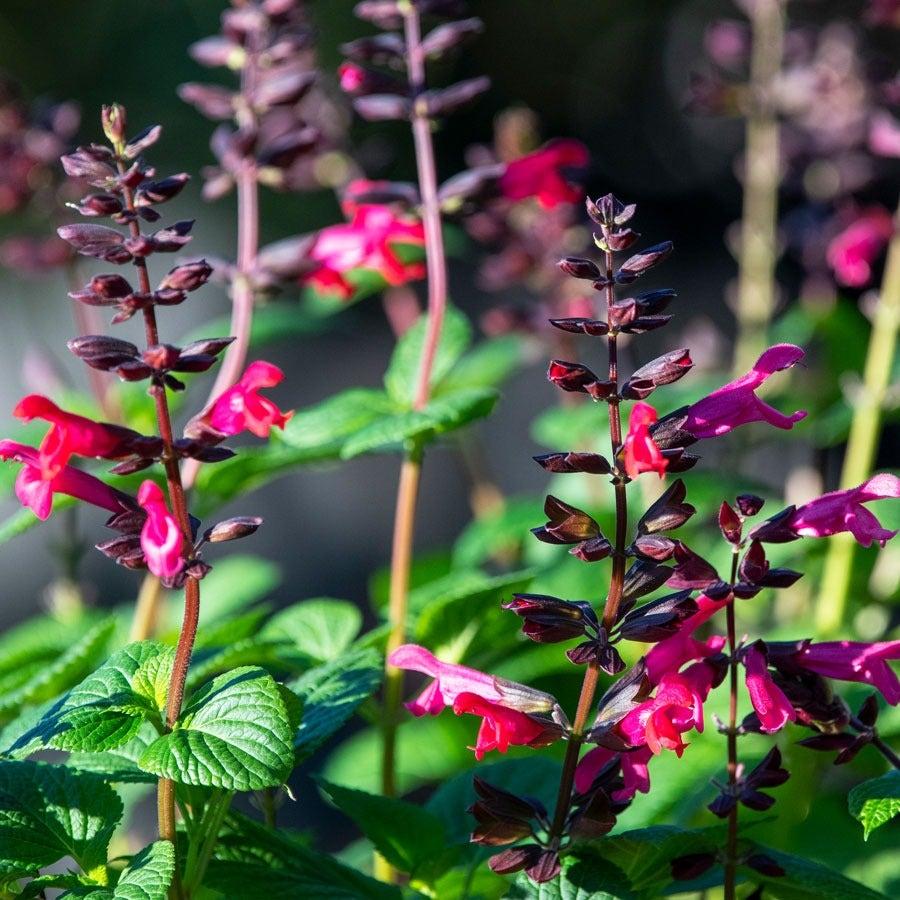 Salvia Jammin Jazz