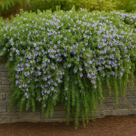 Salvia Rosmarinus ‘Prostratus’ (Prostrate Rosemary)