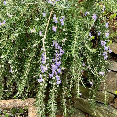 Salvia Rosmarinus ‘Prostratus’ (Prostrate Rosemary)