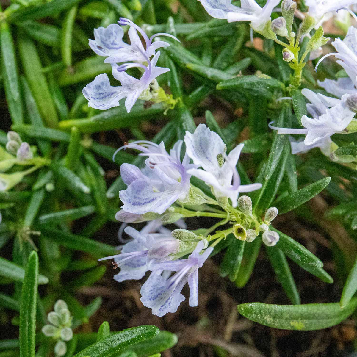 Salvia Rosmarinus ‘Prostratus’ (Prostrate Rosemary)
