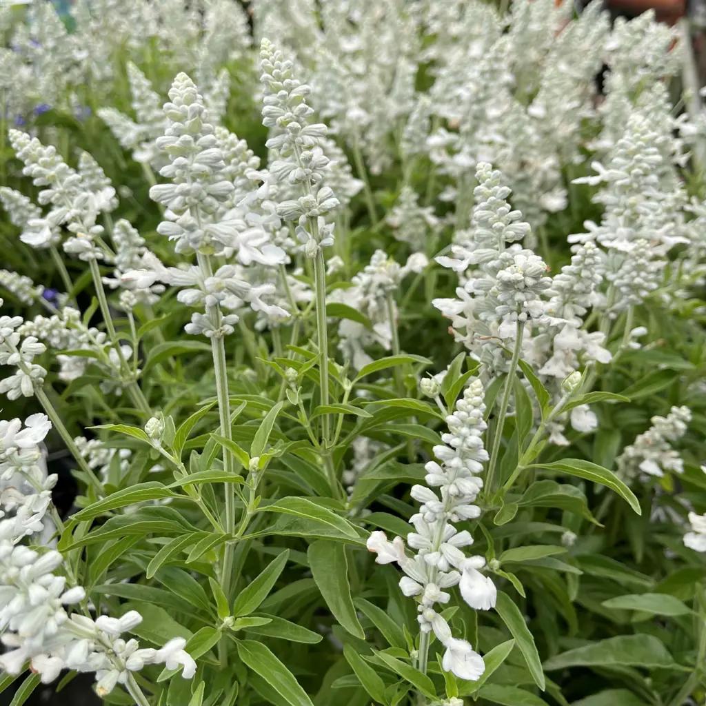 Salvia Sallyfun Snow White