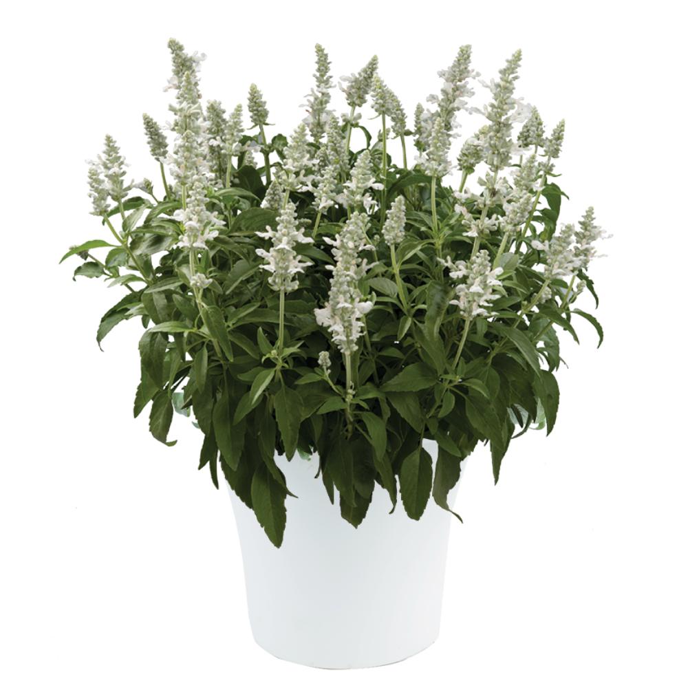 Salvia Sallyfun Snow White