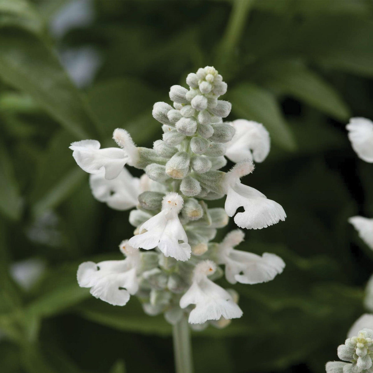 Salvia Sallyfun Snow White