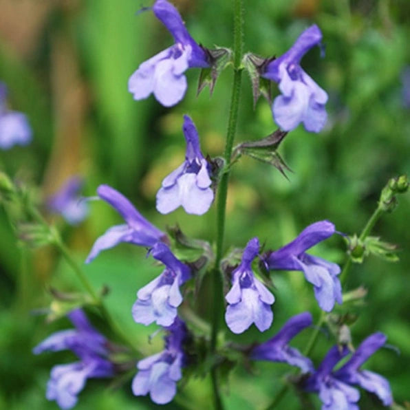 Salvia 'African Sky' (African Sky Sage)