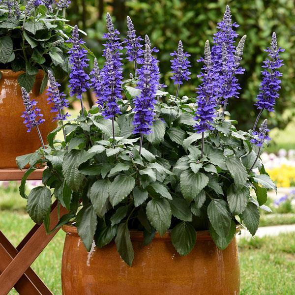 Salvia ‘Mystic Spires’ (Blue Sage)