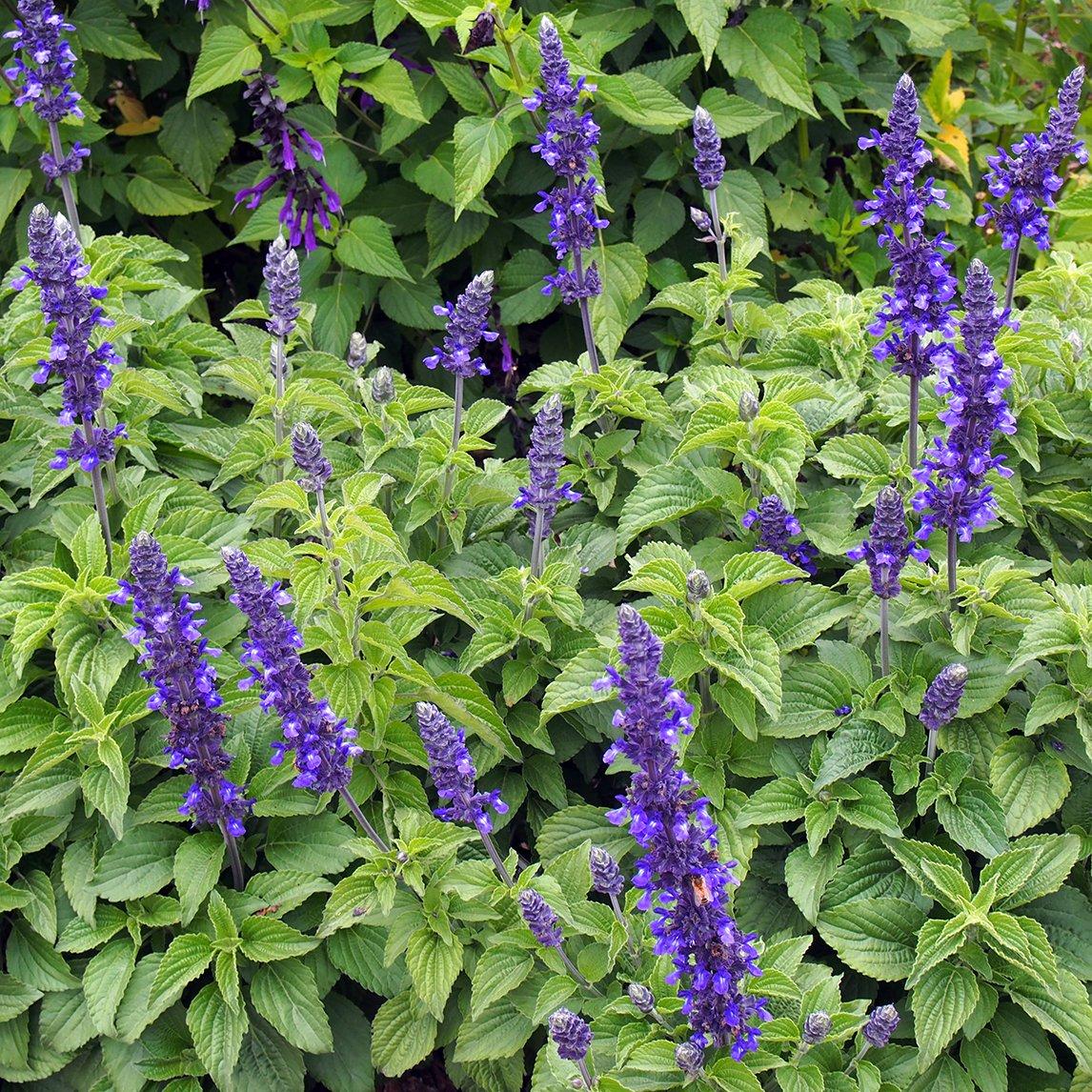 Salvia ‘Mystic Spires’ (Blue Sage)