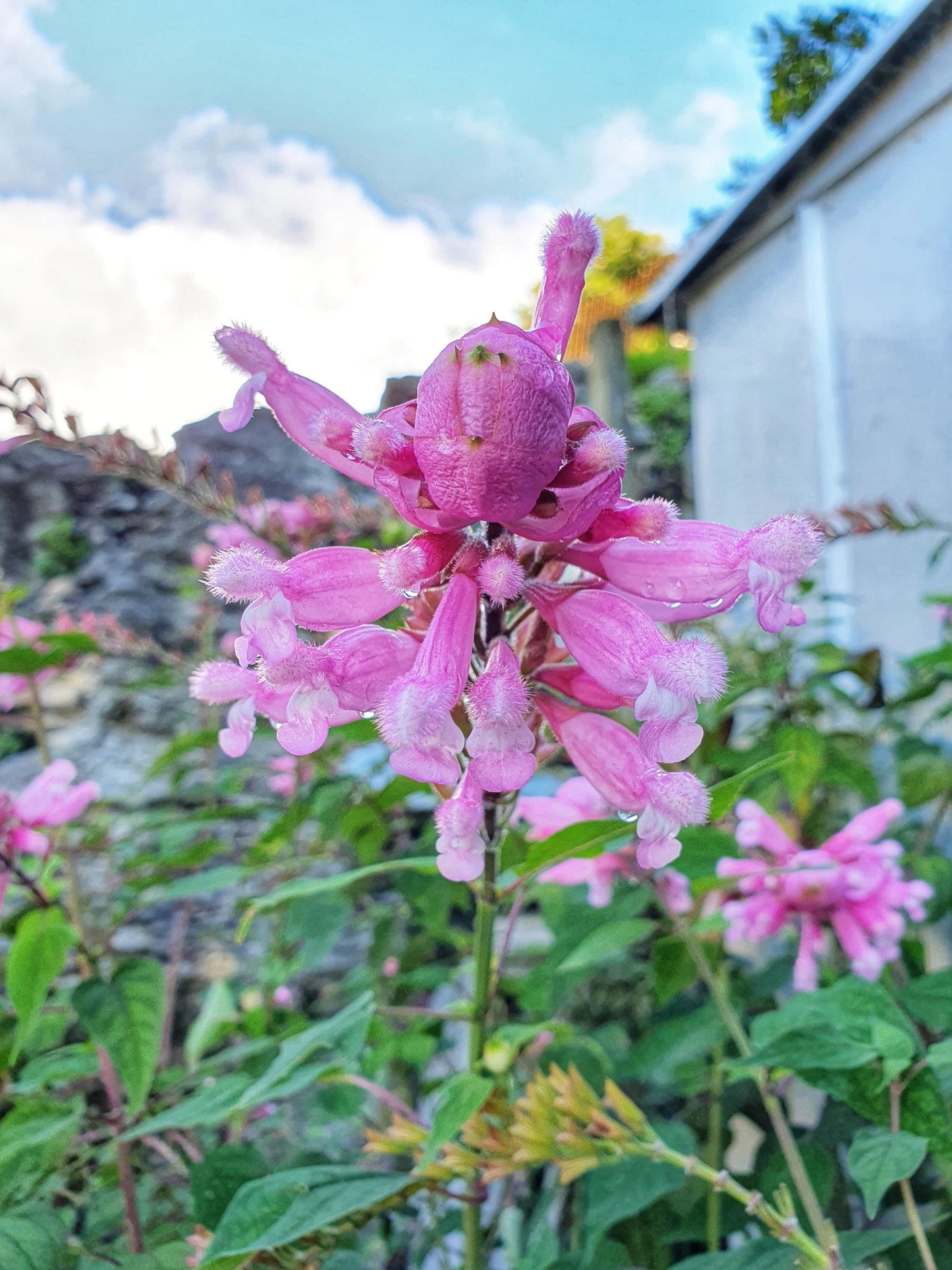 Salvia ‘Pink Icicles’ (Sage)