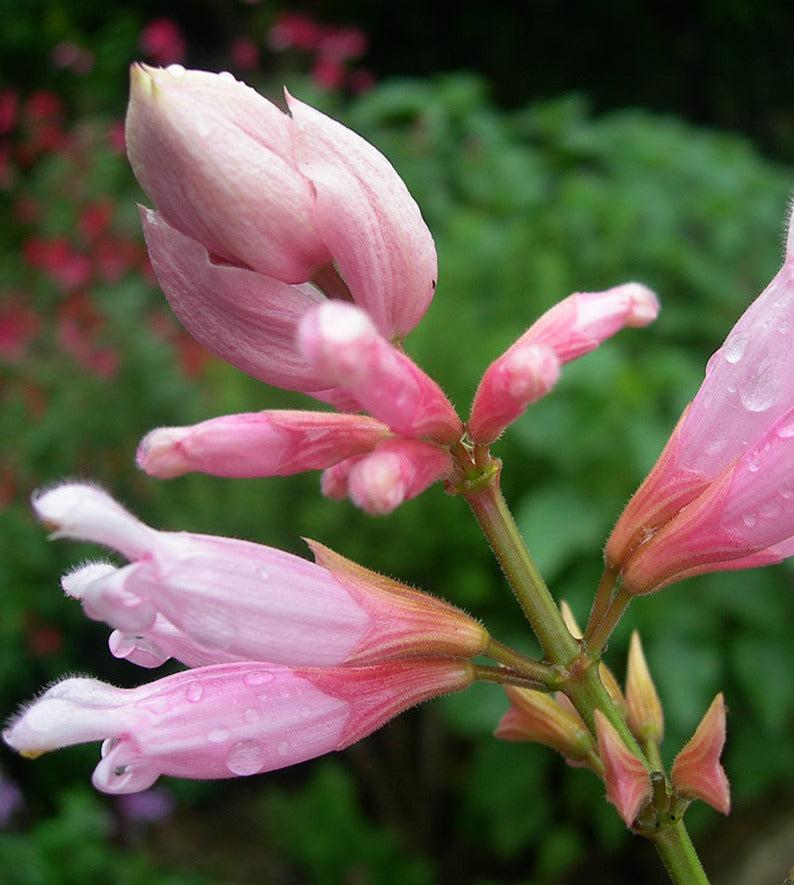 Salvia ‘Pink Icicles’ (Sage)