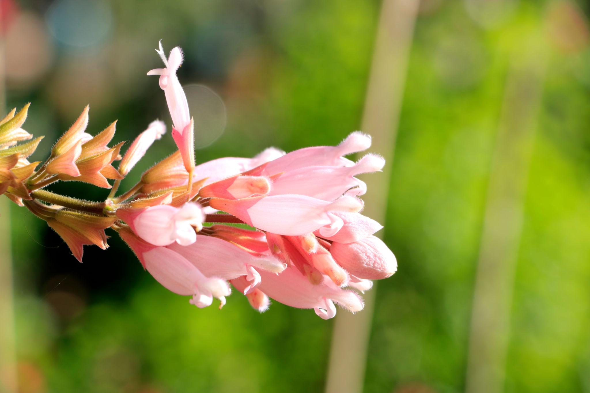 Salvia ‘Pink Icicles’ (Sage)