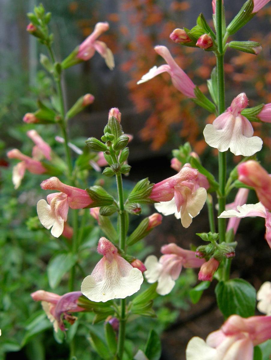 Salvia ‘Pumpkin’ (Sage)