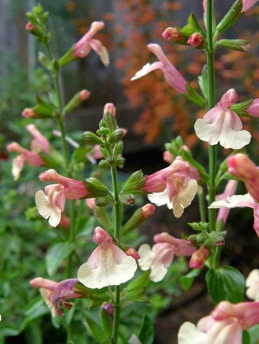 Salvia ‘Pumpkin’ (Sage)